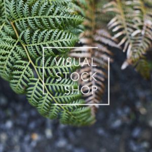 green fern in the australian bush